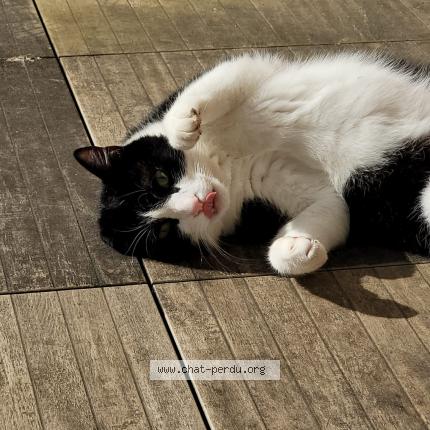 Photo 1/1 Berlioz Chat lost in Port sur saone