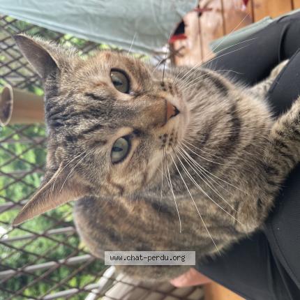 Photo 1/1 Lahvie Chat lost in Strasbourg