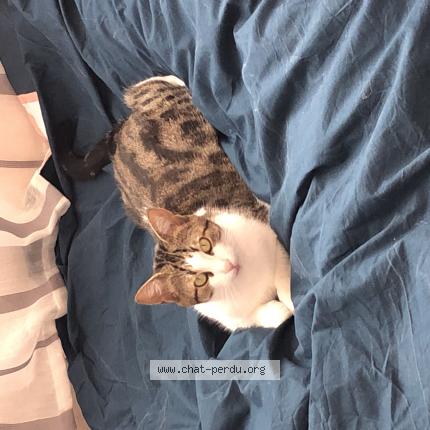 Photo 1/1 Iris Chat lost in Montigny les cormeilles