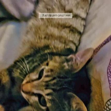 Photo 1/1 Simba Chat lost in Gardanne