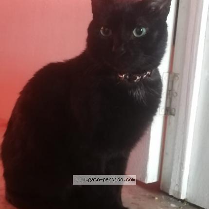 Photo 1/1 Reunited cat Lost in Bogota