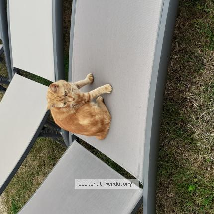 Photo 1/1 Aiko Chat lost in Montlucon