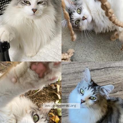 Photo 1/1 Natsu Chat lost in Beziers