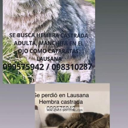 Photo 1/1 Clarita Chat lost in Maldonado lausana