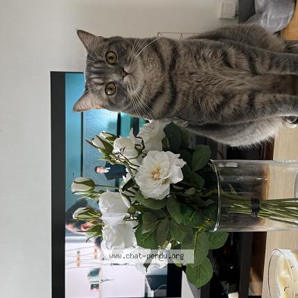 Photo 1/1 Ulysse Chat lost in Bruz