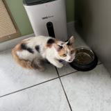 Picture of cat found at Ostricourt