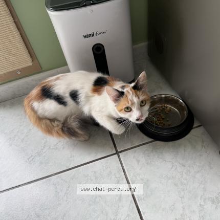 Photo 1/1 Found cat Found in Ostricourt