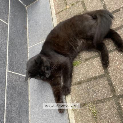 Photo 1/1 Found cat Found in Lens