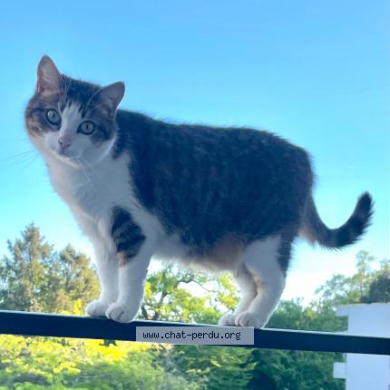 Photo 1/1 Uby Chat lost in Pessac