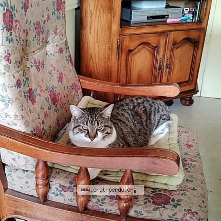 Photo 1/1 Kofi Chat lost in Chabreloche