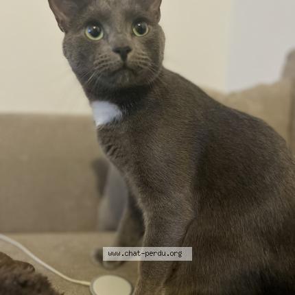 Photo 1/1 Rio Chat lost in Bezannes