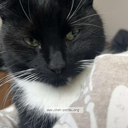 Photo 1/1 Loki Chat lost in Bruxelles