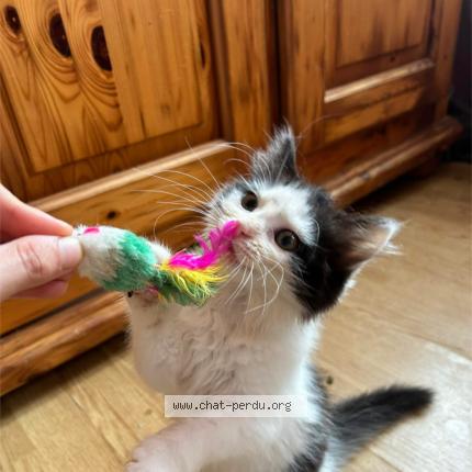 Photo 1/1 Andrea Chat lost in Anzin