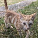 Picture of cat found at Saint Palais Sur Mer