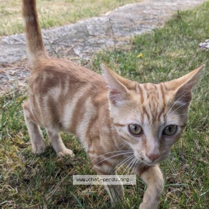 Photo 1/1 Found cat Found in Saint palais sur mer