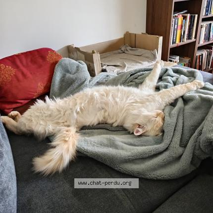 Photo 1/1 Jean-minou Chat lost in Maubec