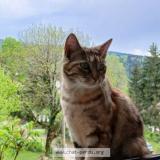 Picture of cat lost at Cogna