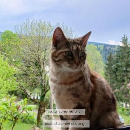 Photo 1/1 Gala Chat lost in Cogna