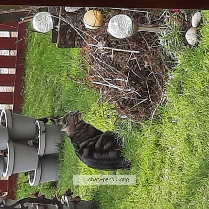 Photo 1/1 Frimousse Chat lost in Vincey