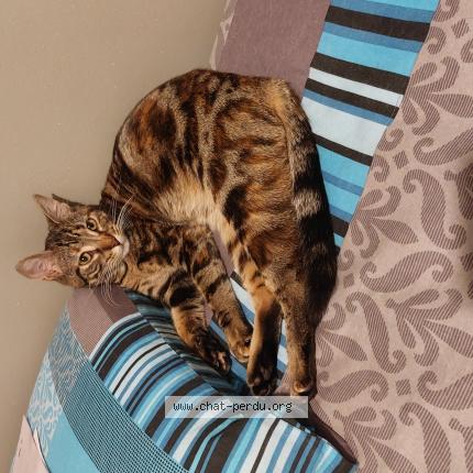 Photo 1/1 Jade Chat lost in Cholet