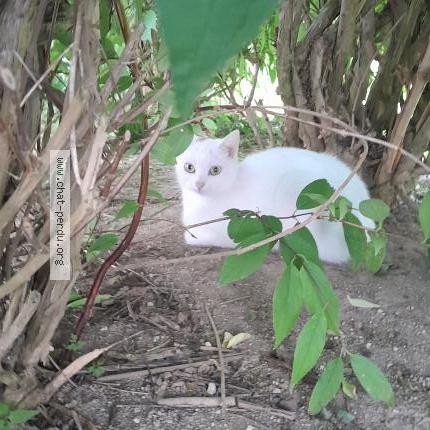 Photo 1/1 Lima Chat lost in Amiens