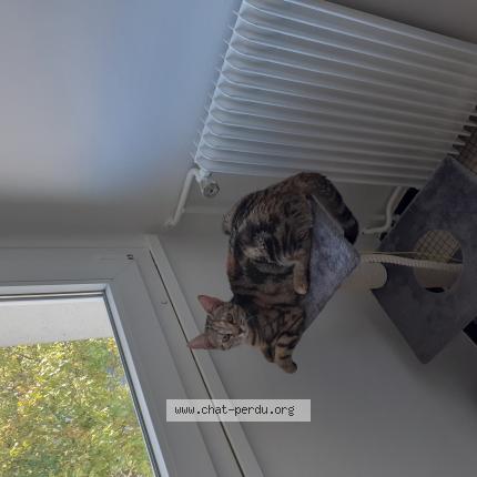 Photo 1/1 gilles maximy Chat lost in Epernay