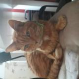 Picture of cat found at Lewarde