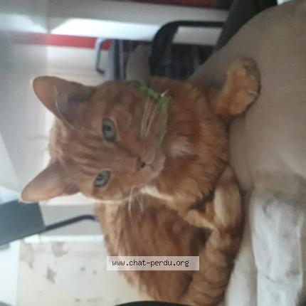 Photo 1/1 Found cat Found in Lewarde