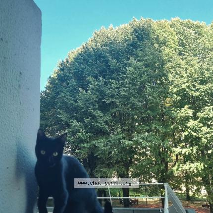 Photo 1/1 Sakura Chat lost in Gentilly