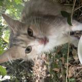 Picture of cat found at Venissieux