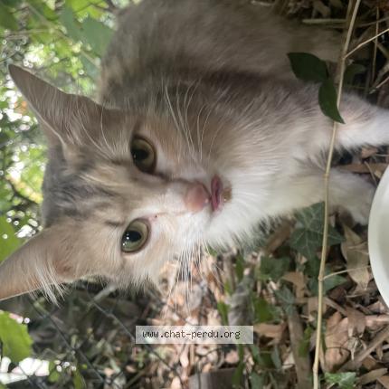 Photo 1/1 Found cat Found in Venissieux