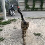 Picture of cat found at Sion