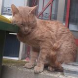 Picture of cat found at Montreuil