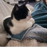 Picture of cat lost at Lauret