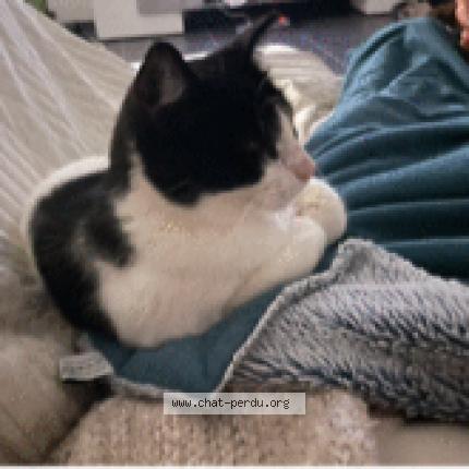 Photo 1/1 PIANO Chat lost in Lauret