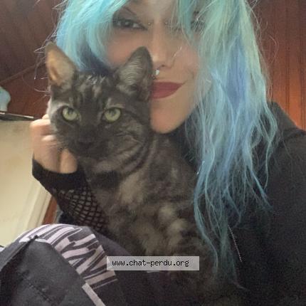 Photo 1/1 Grumpi Chat lost in Sancerre