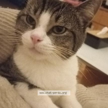 Foto 1/1 Kat teruggevonden Vermist in Waterloo