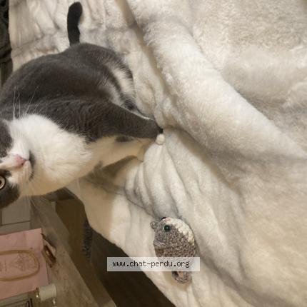 Photo 1/1 Yuna Chat lost in Ingersheim