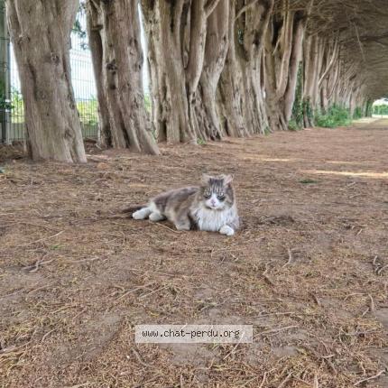 Photo 1/1 Minouch Chat lost in Cuverville