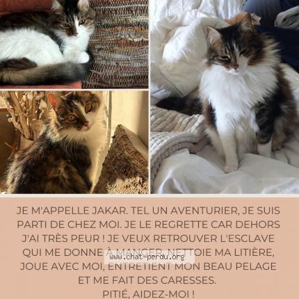 Photo 1/1 Jakar Chat lost in Cannes