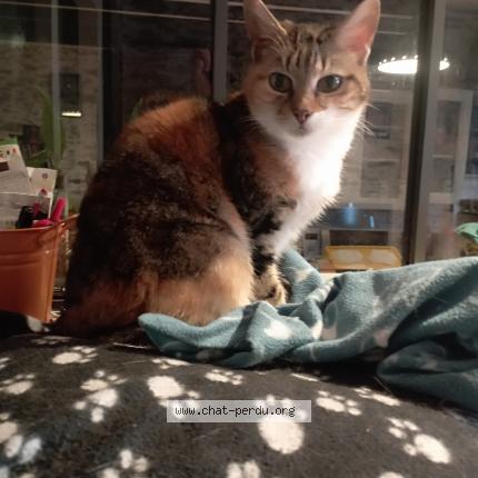 Photo 1/1 Bambou Chat lost in Carquefou