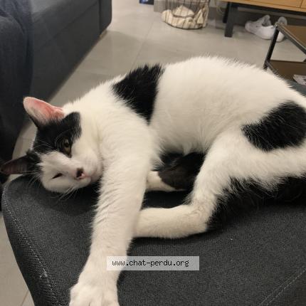 Photo 1/1 Wazz Chat lost in Bouquehault