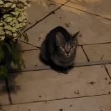 Picture of cat found at Champigny Sur Marne