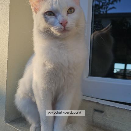 Photo 1/1 Bella Chat lost in Tampon