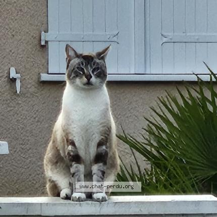 Photo 1/1 TIDJY Chat lost in Tressed