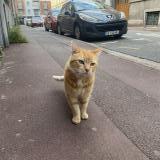 Picture of cat found at Lille