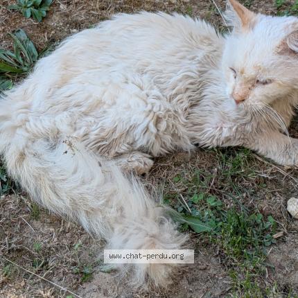 Photo 1/1 Cat reunited Found in Rochecorbon
