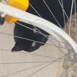 Picture of cat found at Rennes