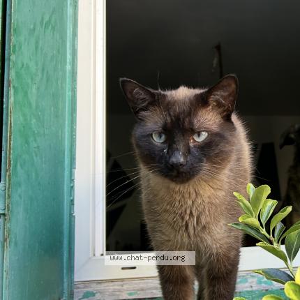 Photo 1/1 Berzingue Chat lost in Saussines