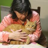 Picture of cat lost at Salies De Bearn